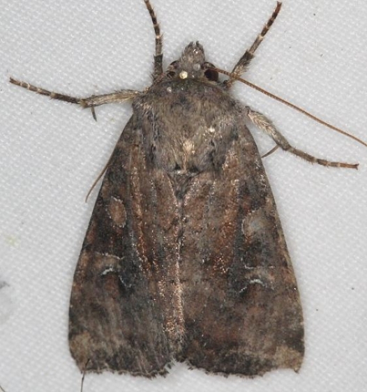 10299 Speckled Arches Moth Lake of the Woods Ontario 7-24-16_opt