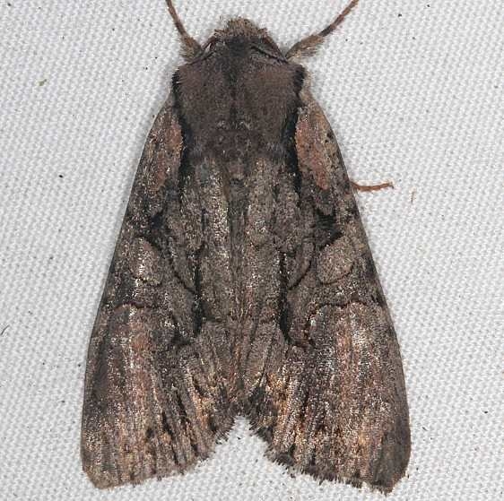 10299 Speckled Cutworm yard 7-25-18 (4)_opt