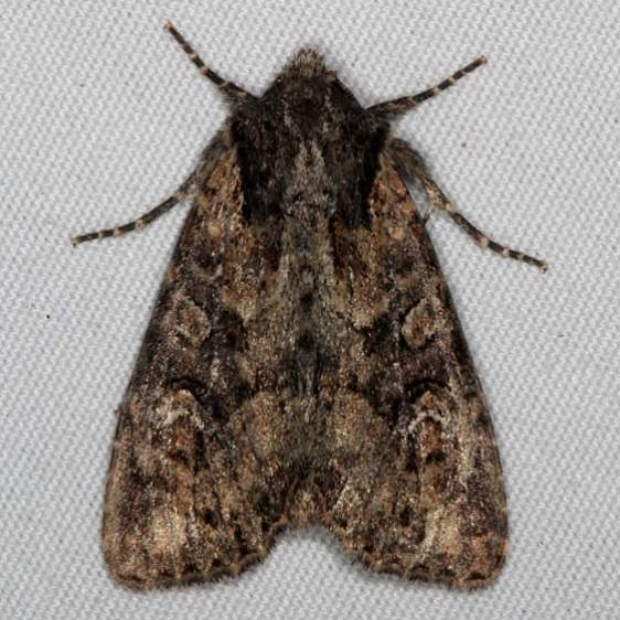 10300 Grand Arches Moth Thunder Lake UP Mich 6-26-15
