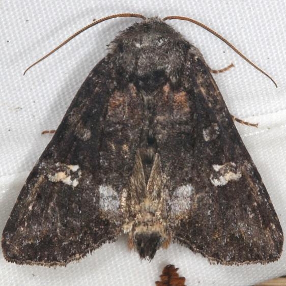 10301 Otter Spiramater Moth Thunder Lake UP Mich 6-24-15