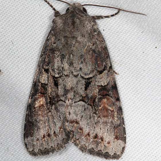 10304 Striped Garden Caterpillar Moth yard 8-25-16