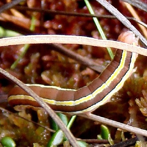 10304 Stripped Garden Caterpillar Shingleton Bog Mich 6-23-10