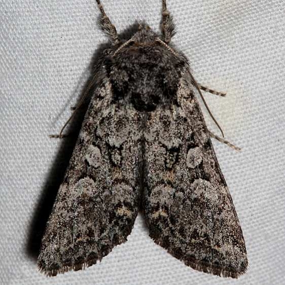 10310 Papestra quadrata Golden Gate Canyon St Pk Colorado 6-27-17 (9)_opt