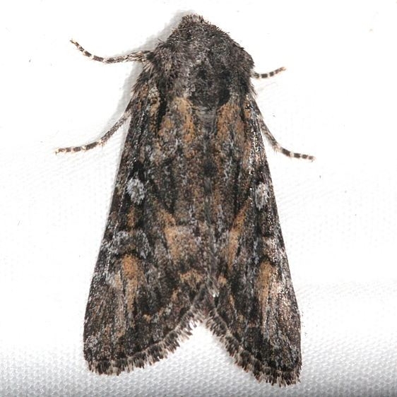 10358 Lasionycta subfuscula tentative Rocky Mtn Natl Pk Colorado 6-24-17 (38)_opt