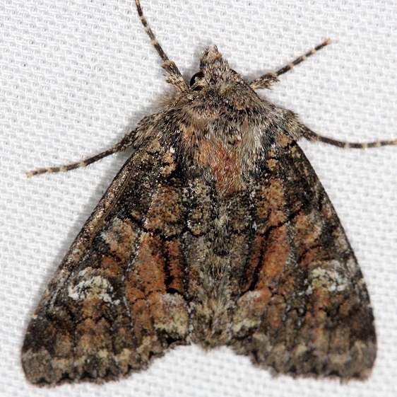 10368 Thinker Moth Thunder Lake 9-19-13