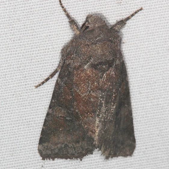 10368 Thinker Moth yard 9-8-15