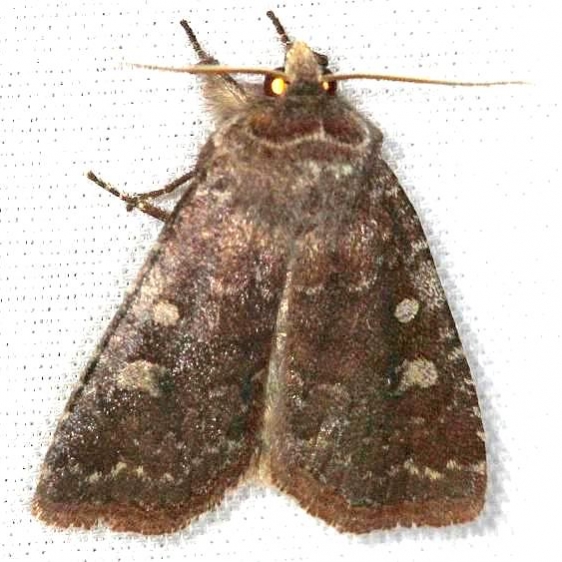 10368 Thinker Moth yard 4-8-13