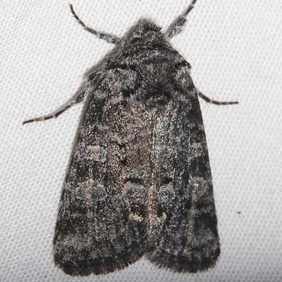 10376 Lacinipolia agnata BG tentative Mueller St Pk Colorado 6-21-17 (27)_opt