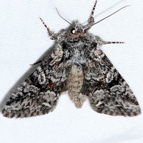 10381 Lacinipolia naevia Rocky Mountain Natl Pk Colorado 6-22-17 (12)_opt