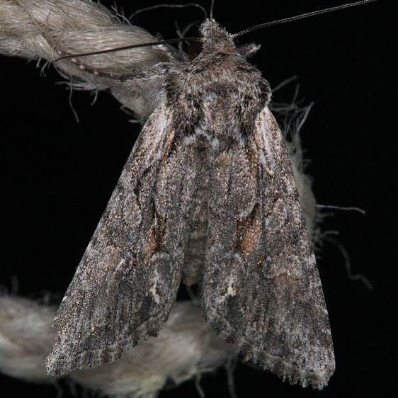 10395.1 Lacinipolia sareta Mesa Verde National Pk Colorado 6-9-17 (24)_opt