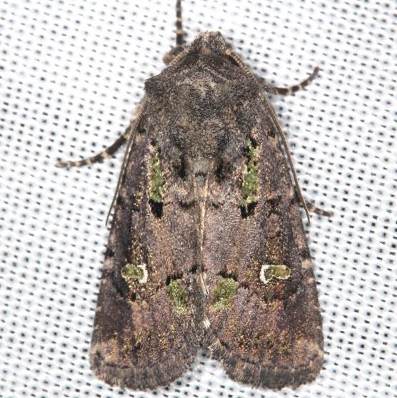 10397 Bristly Cutworm Moth yard 8-6-13