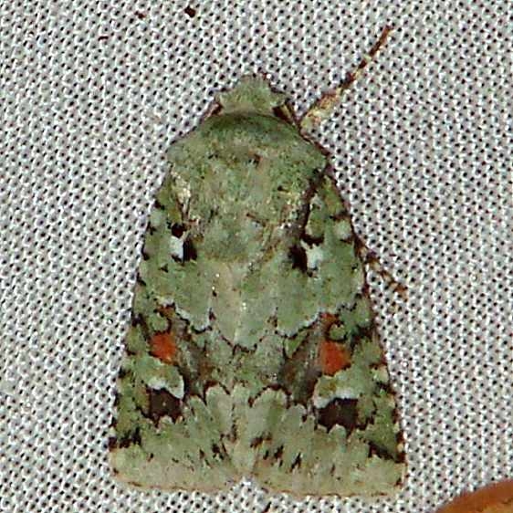 10411 Lacinipolia laudabilis Benson State Park Texasa 10-16-08