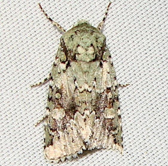 10411 Laudable Arches Moth Payne