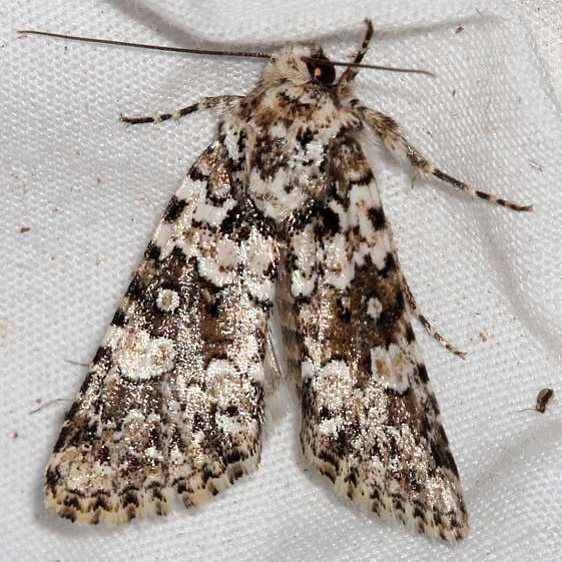 10415 Lacinipolia strigicollis Colorado National Monument 6-17-17 (93)_opt