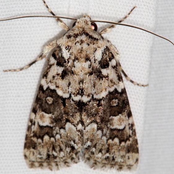 10415 Lacinipolis strigicollis Colorado National Monument 6-17-17 (52)_opt
