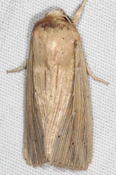 10436 Lesser Wainscot Moth Lake Kissimmee St Pk Fl 3-1-17_opt