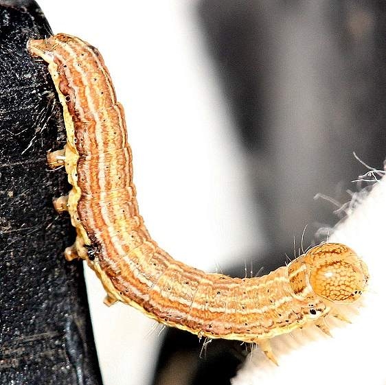 10438 Armyworm Moth Caterpillar yard 8-14-12_opt