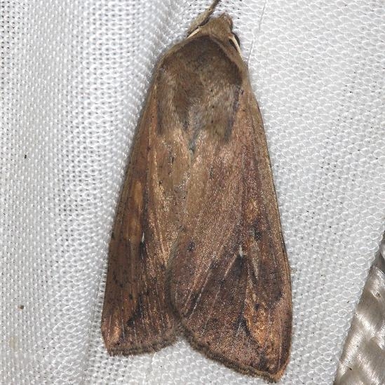 10438 Armyworm Moth yard 8-9-13