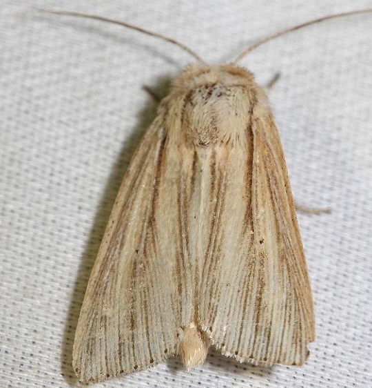 10446 Many-lined Wainscot Schivley Fen Logan Co 6-12-12
