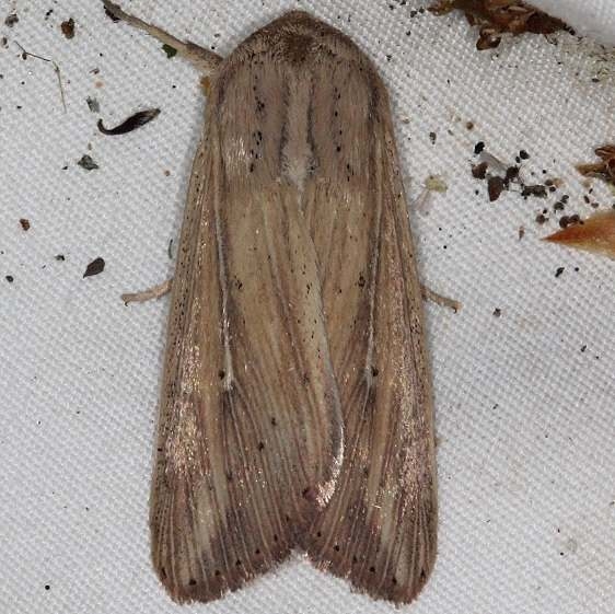 10446 Many-lined Wainscot yard 6-4-15