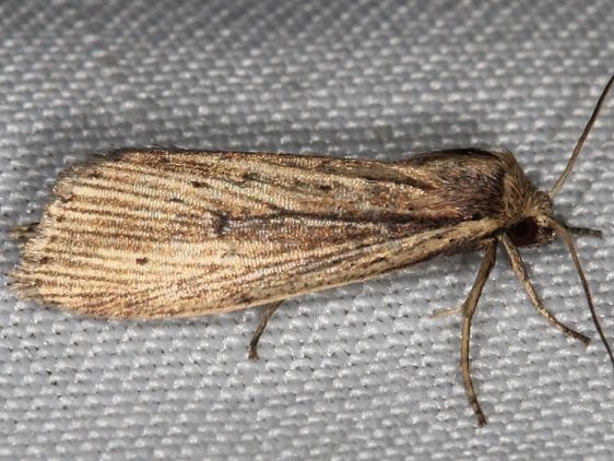 10447 Leucania commoides Lake of the Woods Ontario 7-25-16 (11)_opt