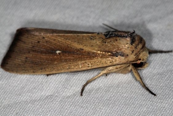 10453.1 Forage Armyworm Moth River Junction Withalecoochee St Forest Fl 2-21-17_opt