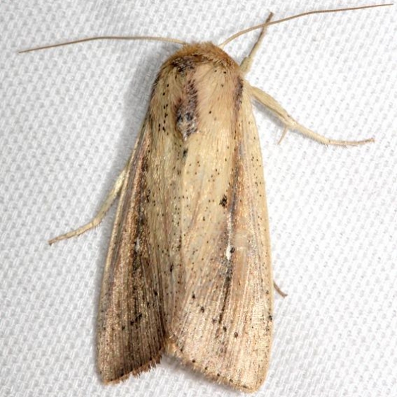 10455 Scirpus Wainscot Moth Mahogany Hammock Everglades Natl Pk 3-10-13