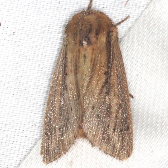 10455 Scirpus Wainscot Moth yard 8-10-13