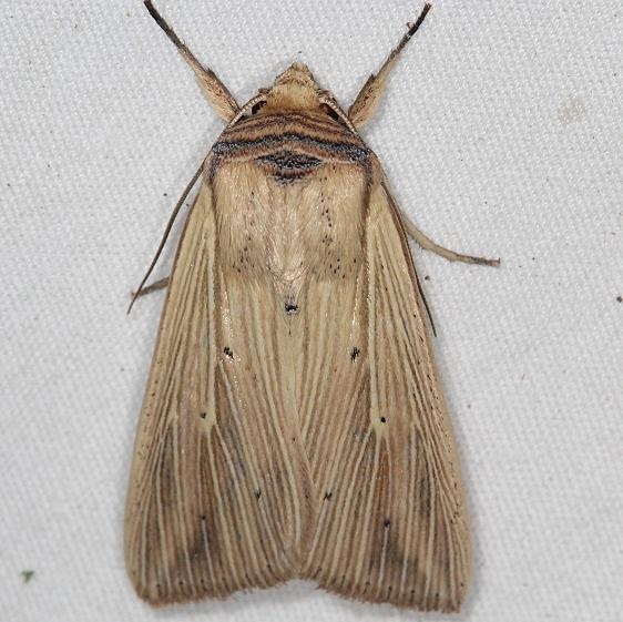 10456 Adjutant Wainscot Moth remove old yard 8-24-17 (1)_opt
