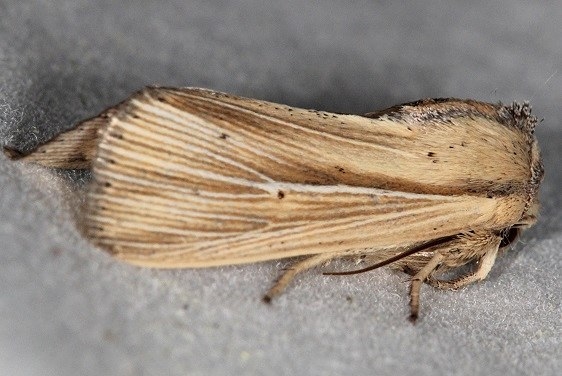 10456 Adjutant Wainscot Moth yard 5-31-16 (4)_opt