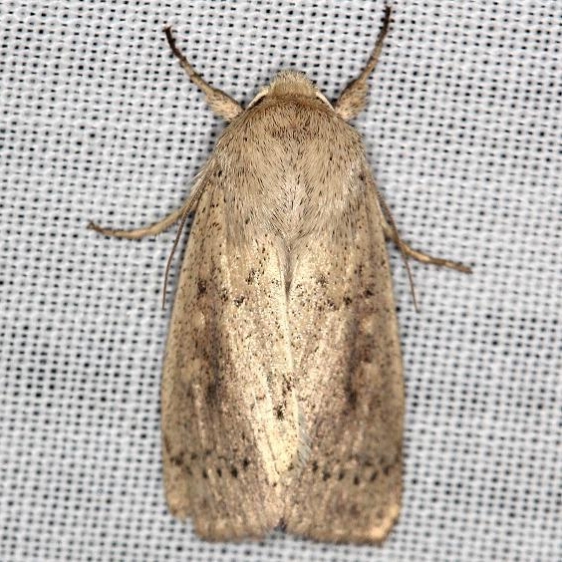 10459 Unarmed Wainscot Moth yard 5-31-13