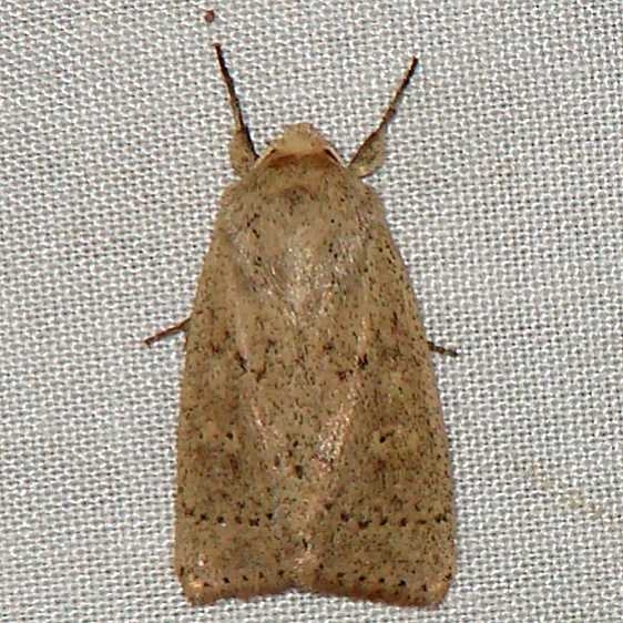 10459 Unarmed Wainscot Moth yard 8-14-09