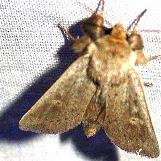 10461 Ursula Wainscot yard 8-22-09