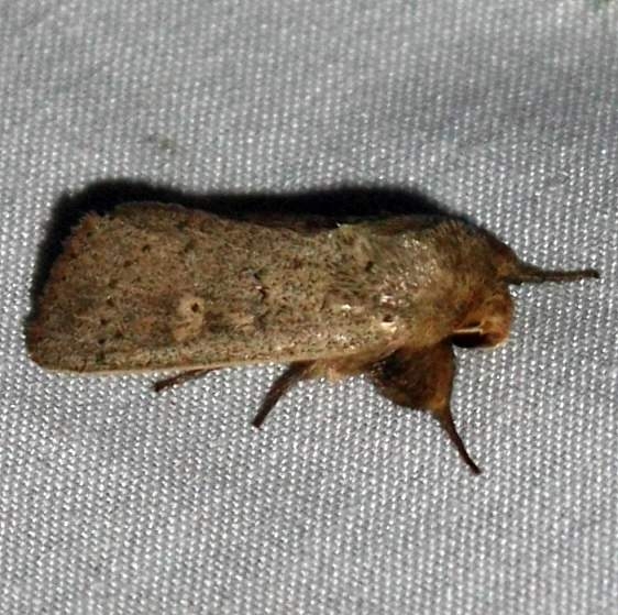 10461 Ursula Wainscot yard 9-3-09