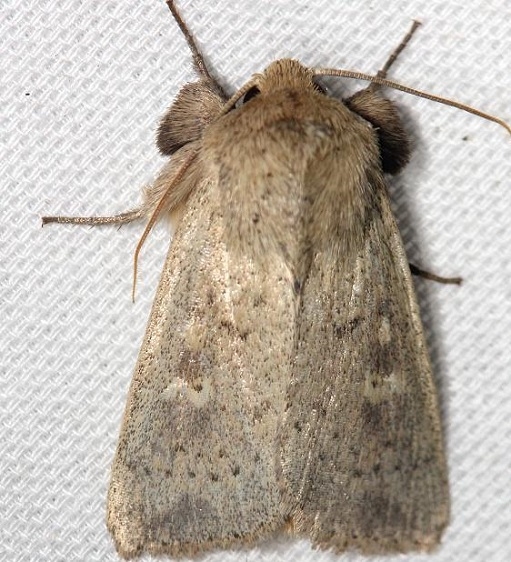 10462 False Wainscot yard 8-17-12 (8a)