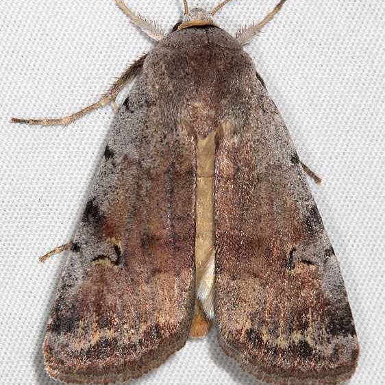 10487 Ruby Quaker Moth Fool Hollow Lake St Pk Ariiz 5-23-17 (133)_opt
