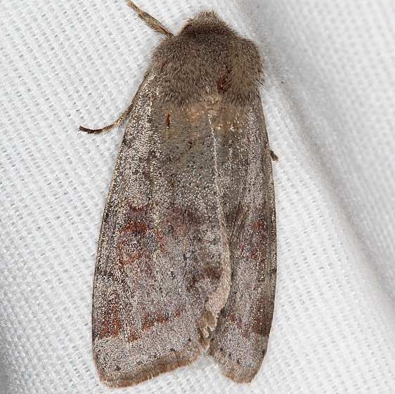 10487 Ruby Quaker Moth yard 4-4-20