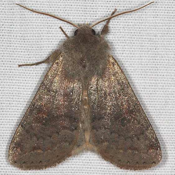 10491 Gray Quaker Moth yard 4-3-20
