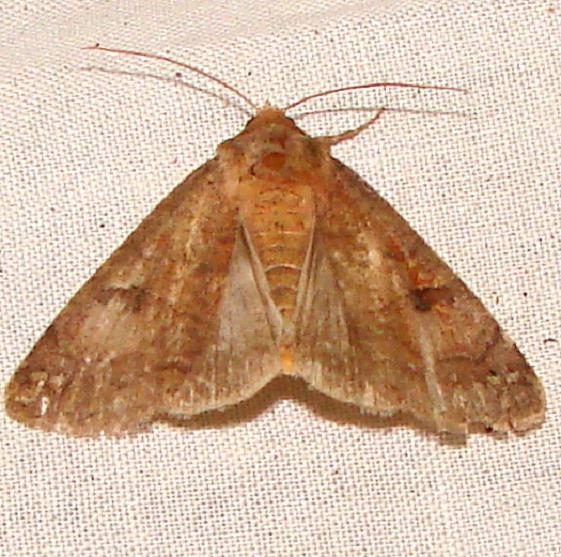 10491 Gray Quaker William Beardall WMA Fla 3-9-11