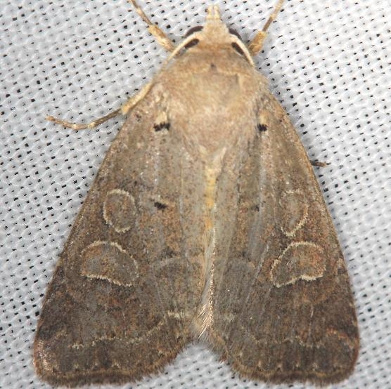 10502 Intractable Quaker Moth yard 4-16-13