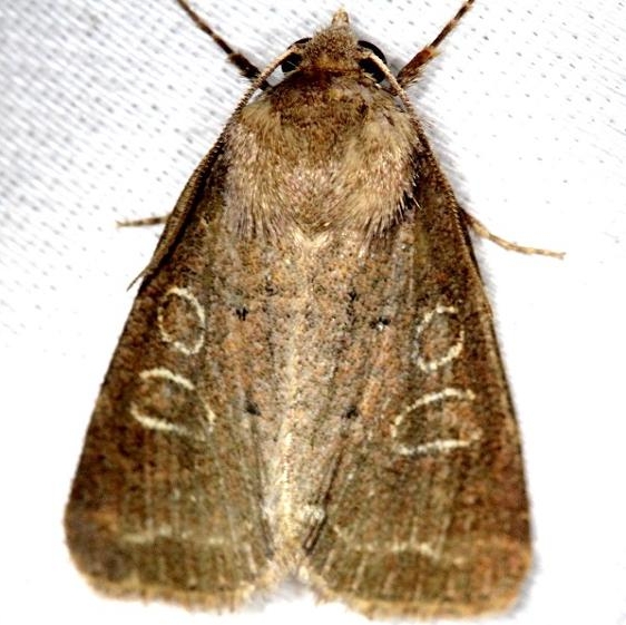 10502 Intractable Quaker Moth yard 4-17-13
