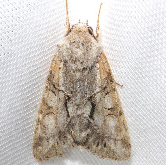 10518 Distinct Quaker Moth yard 4-12-12