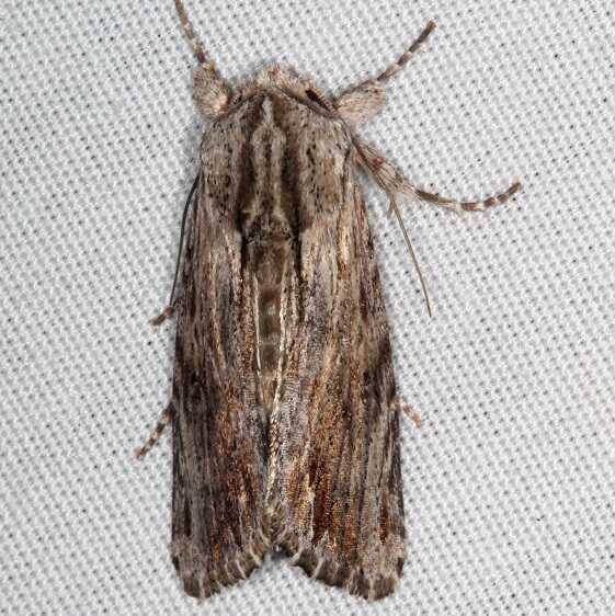 10519 Morrisonia mucens Collier-Seminole St Pk Fl 3-4-21
