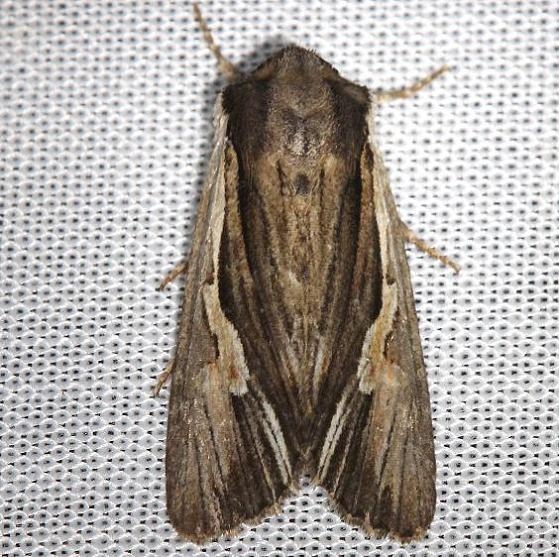 10520 Bicolored Woodgrain Moth yard 5-1-13