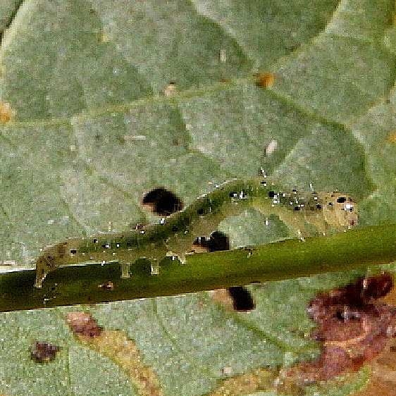 10521 Confused Woodgrain Moth Caterpillar on Basswood Cedar Bog 8-13-18 (7)_opt