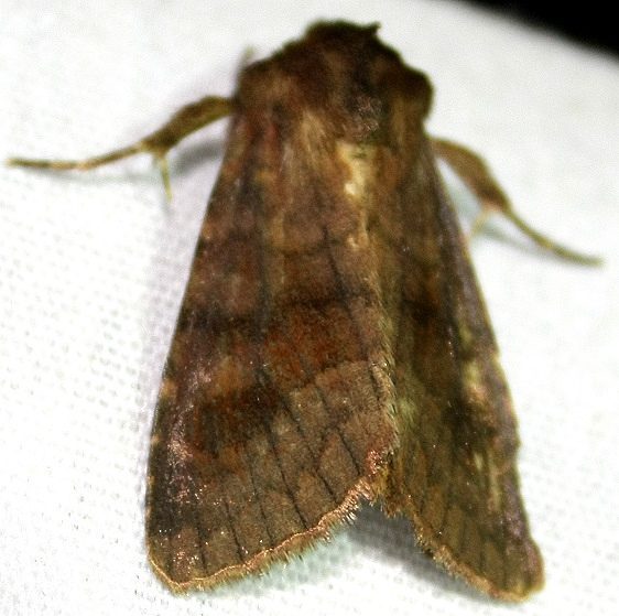 10534 Bronzed Cutworm Adams Co 9-13-09