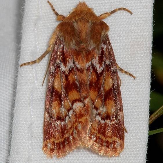 10541 Homothodes reliqua Rocky Mountain Natl Pk Colorado 6-22-17 (50)_opt