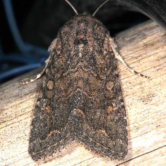 10559 Protorthodes alfkenii Moab RV Resort Moab Utah 6-3-17 (20)_opt