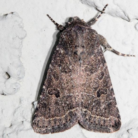 10563 Ruddy Quaker Moth Alexander Springs Ocala Natl Forest 3-18-13