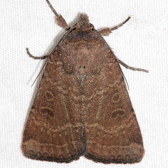 10563 Ruddy Quaker Moth Colorado National Monument 6-17-17 (92)_opt